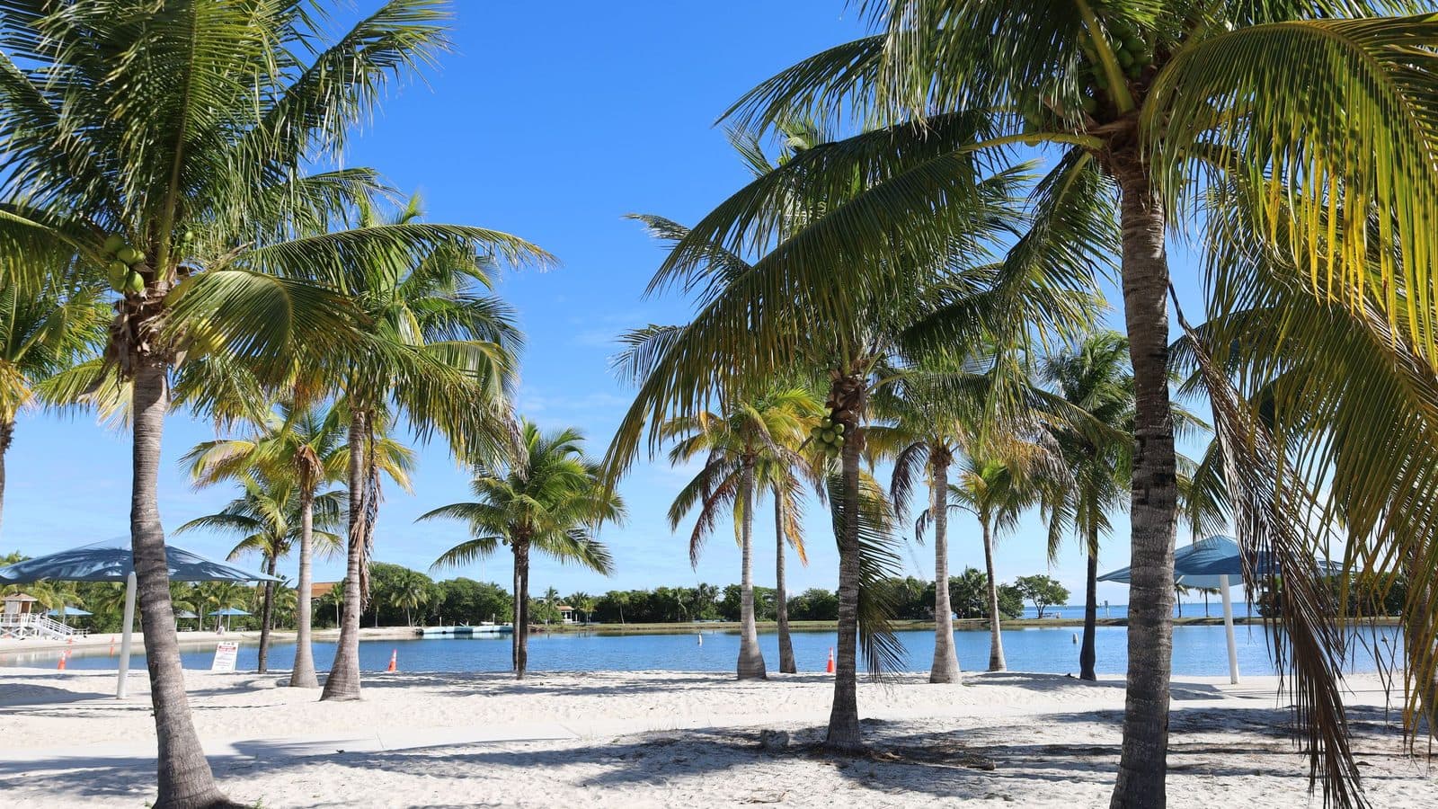 A quiet Florida beach lined with palm trees under a clear sky