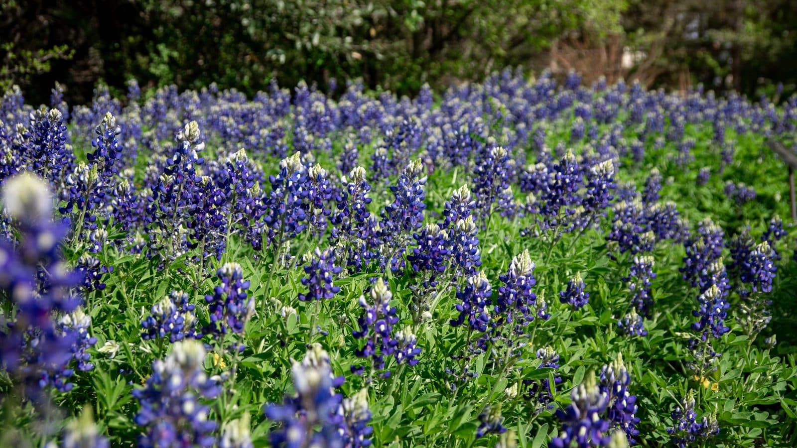 A field of Texas bluebonnets in full bloom under summer sun